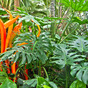 Phipps Conservatory