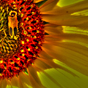 Wild Flowers